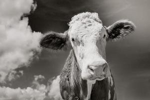 cow portrait, close up in black and white photo