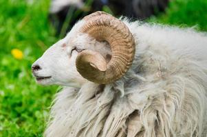 white ram on a sunny day on a meadow photo