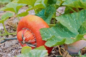 ripe Turks Turban squash in the field photo