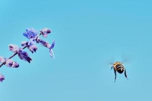 flying bee and a lavender flower