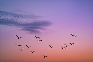 cielo del amanecer con siluetas de pájaros como foto de fondo