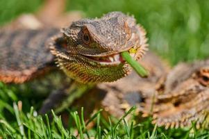 bearded dragon eating a dandelion flower photo