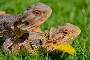 macro of two bearded dragons on a sunny day photo