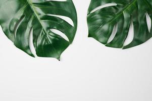 tropical leaves of monstera plant against white background photo