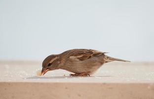 Feeding a female house sparrow bread crusts photo