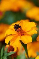 flor del cosmos del jardín con un abejorro foto