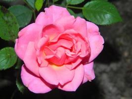 Pink tea rose flower. Photo