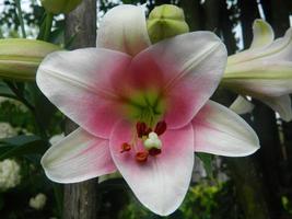 la flor es un lirio blanco-rosado. foto