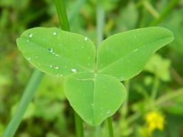 una hoja de trébol. foto