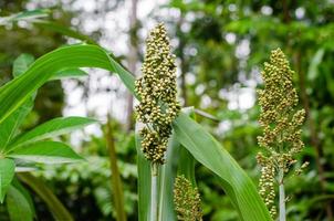 Sorghum Plant in Natural Garden. photo