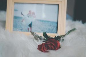 Close up red rose on the fur carpet near blurred picture frame background with sunlight effect. Valentines day Concept. Romantic, sweet, dating, broken heart. Lonely and so on. photo