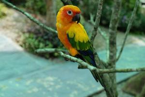 el loro sol conure, pájaros muy sociales. perico sol en la rama de un árbol. foto