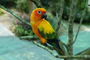 The sun conure parrot, very social birds. Sun parakeet on tree branch. photo