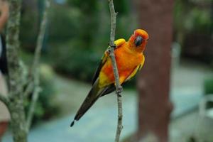 The sun conure parrot, very social birds. Sun parakeet on tree branch. photo