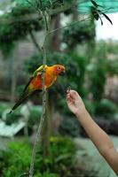 el loro sol conure pájaro muy social. pájaros conure comiendo semillas de girasol de la mano del niño. foto