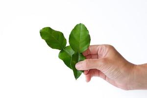 Close up hand holding the kaffir lime leaves isolated on white background.  The leaves are widely used in Thai and Cambodian cuisine. Thai herb concept. photo