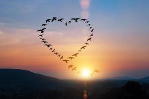 Silhouette of flying flock birds in shape heart over sunset sky. photo