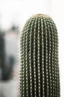 cactus de cerca con fondo desenfocado foto