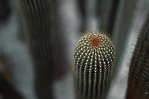 cactus close up with blur background photo