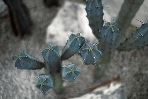 cactus close up on sand in cactus garden photo