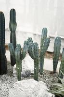 cactus close up on sand in cactus garden photo