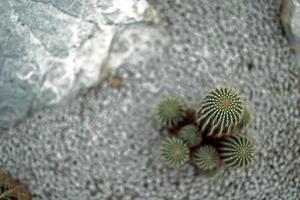 cactus close up with blur background photo