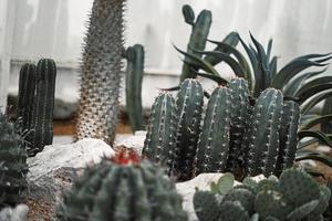 cactus de cerca en la arena en el jardín de cactus foto