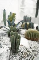 cactus close up on sand in cactus garden photo