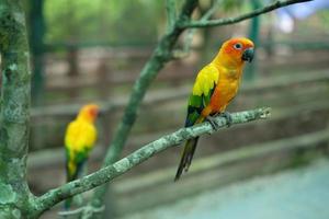 The sun conure parrot, very social birds. Sun parakeet on tree branch. photo