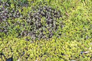 Fresh small green and yellow leaves texture background with beautiful pattern. Ornamental plants in the garden with clean environment. Organic natural background. Many leaves reduce dust in the air. photo