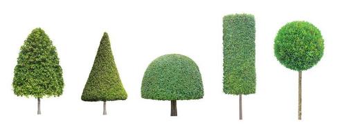 collection set of different shape of topiary tree isolated on white background for formal Japanese and English style artistic design garden photo