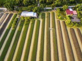 Aerial top view of farmers watering water spinach vegetable using boat machine in the garden that planted in row along the river for agricultural usage purpose photo