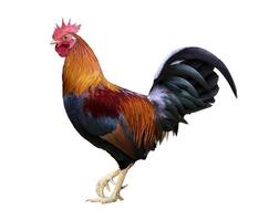 Colorful free range male rooster isolated on white background with clipping path photo