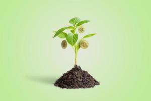 Cryptocurrencies grow on seedlings. The concept of investing and growing the value of cryptocurrencies. Impact of cryptocurrency development on ecology photo