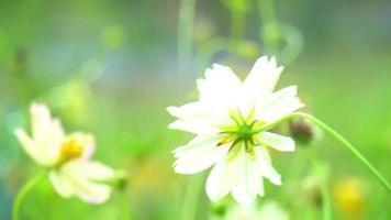 fondo natural de flores de cosmos blanco balanceándose por el viento en el jardín. con flores borrosas y hojas verdes video