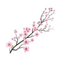 flor de cerezo con flor de sakura acuarela en flor. vector de flor de cerezo acuarela realista. rama de sakura. rama de flor de cerezo con vector de flor de sakura rosa. flor de cerezo japonés.
