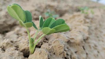 sola planta de maní joven foto