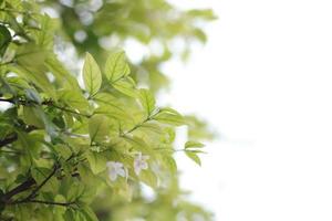 Green leaf nature with blurred background, green leaf, green leaves background photo