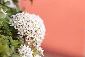 White flower with blurred background, flower background