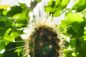 cactus in the sunlight close-up , sharp needles photo