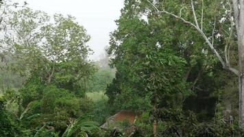 Strong wind and rain blowing big green tree in bad weather video