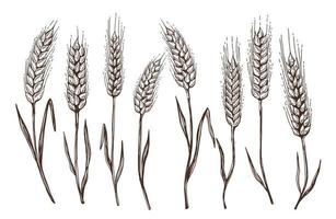 orejas de pan de trigo ilustración vectorial dibujada a mano. vector