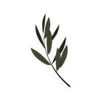 diseño de vector de plantilla de logotipo de hoja de olivo