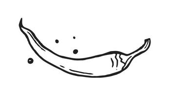 chile picante dibujado a mano. restaurantes cocinando garabatos. ilustración vectorial vector