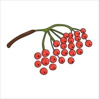 Vector colored red rowan berries icon isolated on white background. Tree greenery botanical illustration. Cartoon style