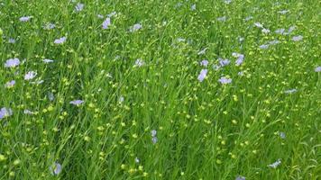 Wind blow small beauty purple flower and green nature field in Doi Ang Khang, Chiangmai Thailand video