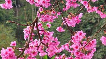 hermoso árbol de flor de sakura en la zona montañosa de chiangmai, Tailandia video