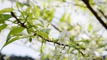 Beautiful white Prunus cerasoides - Sakura of Thailand - blooming season in Doi Ang Khang, Chiangmai Thailand