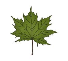 Vector colored green maple leaf icon isolated on white background. Tree greenery botanical illustration. Cartoon style autumn leaves