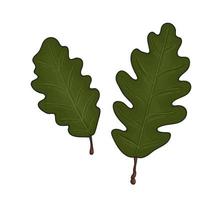 Vector colored green oak leaf icon isolated on white background. Tree greenery botanical illustration. Cartoon style autumn leaves
